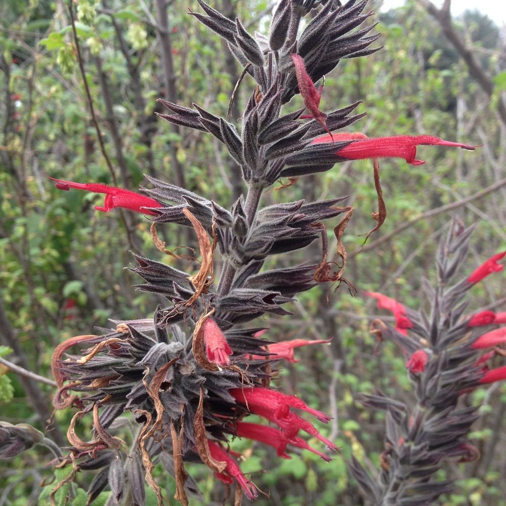 Salvia longistyla